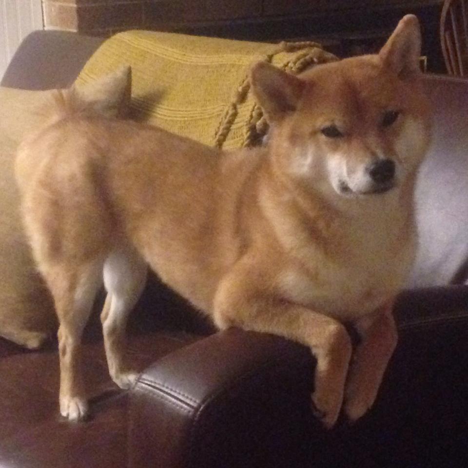 _东京国际公开赛:亚洲新星崭露头角_,东京赛事安排表