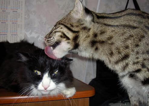 _云端极速跑：虚拟空间中挑战极限_，云端超级云