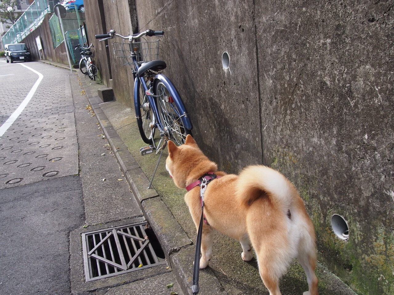 全国青少年“篮球+科技”创新成果发布会在北京举行，开启行业新篇章