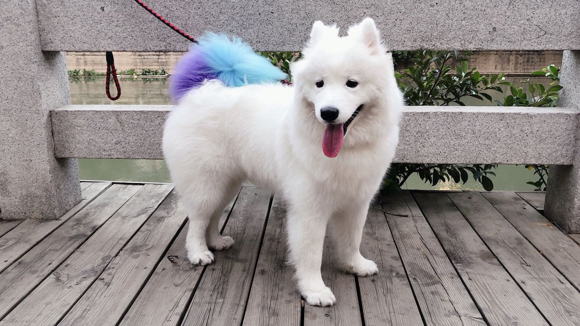 乐鱼（LEYU）体育-全国青少年“篮球+科技”创新成果展在上海引发热潮，推动行业突破