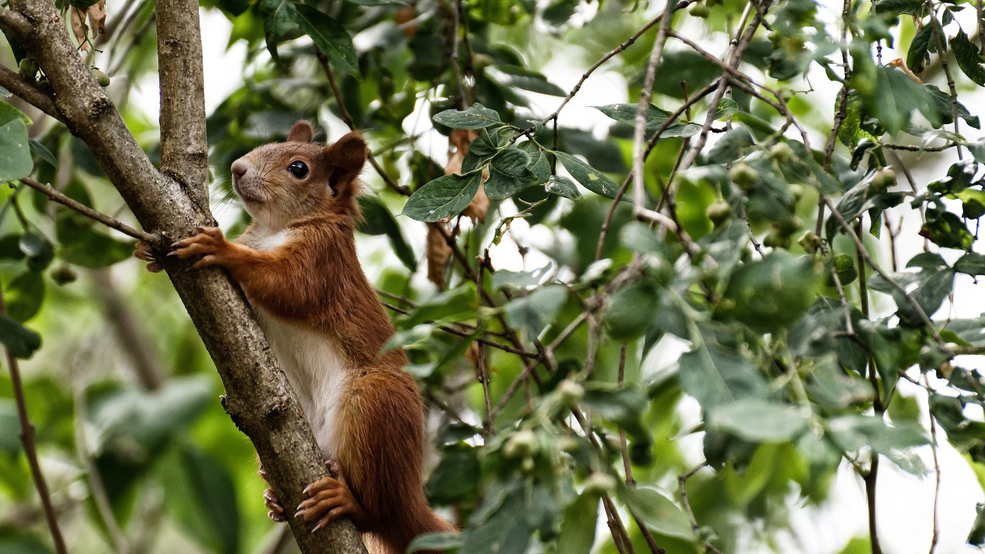乐鱼体育(中国)官方网站-史上最年轻的MVP候选人名单公布，谁能摘冠？，最年轻mvp多少岁