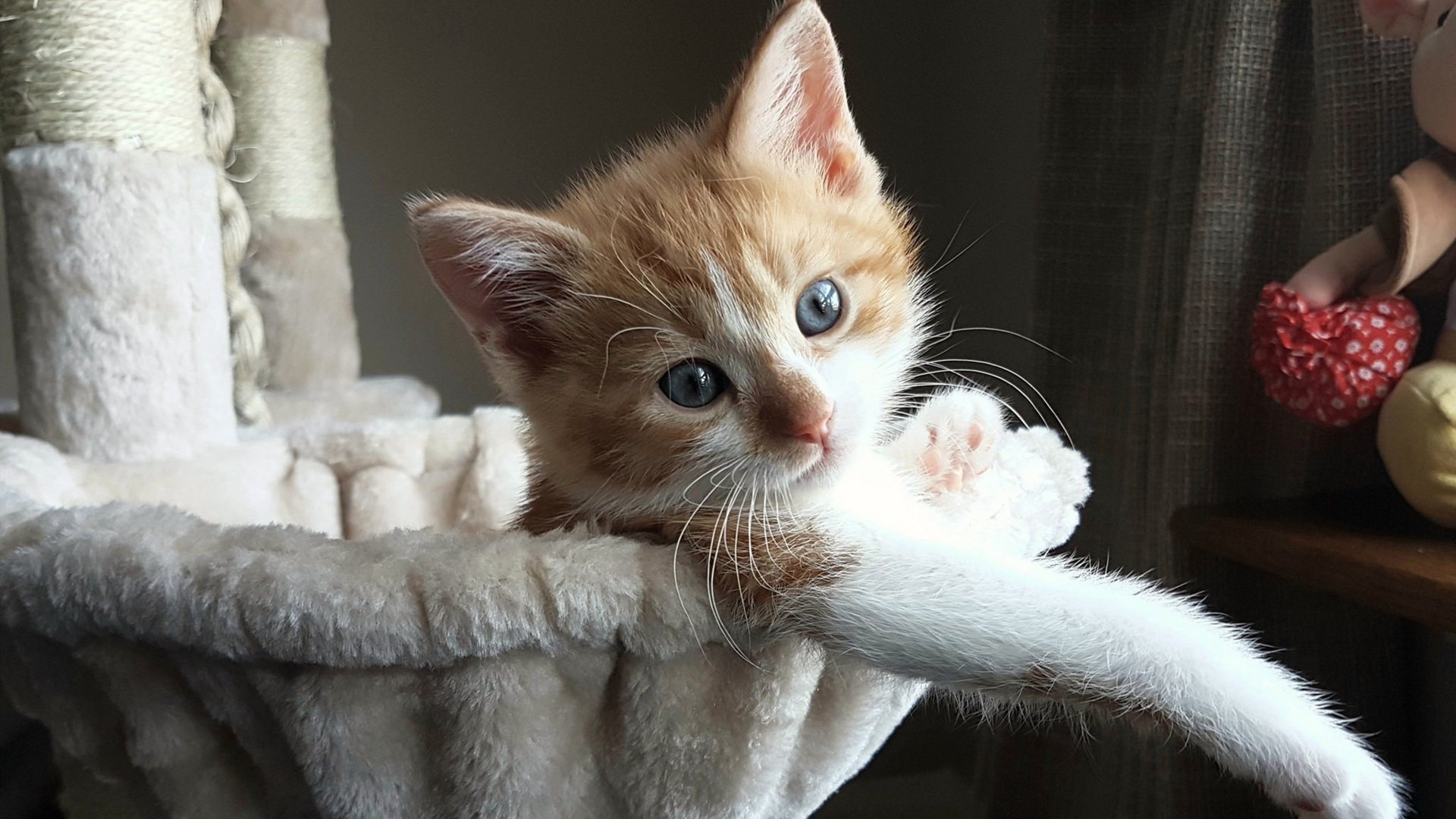 乐鱼vip-德甲青训加速度，未来之星跃跃欲试，德甲青训排名