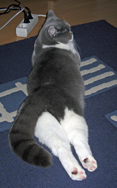 日本球员赛场拼搏，收获赞誉，日本队球员