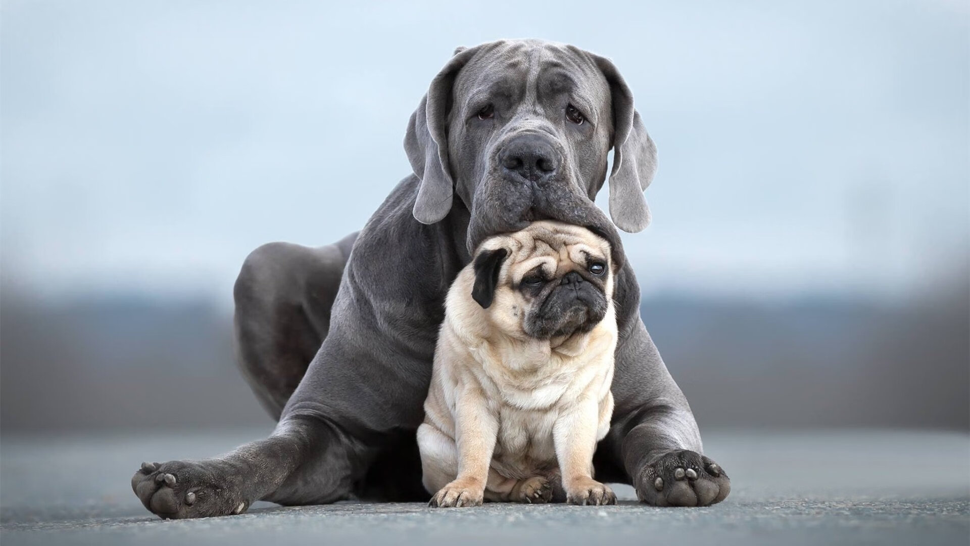 热刺客场负于西汉姆,争四形势严峻,热刺3-3被西汉姆联追平