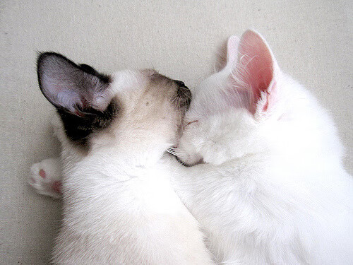 Leyu Sport下载-积分榜攀升：沙尔克主场迎战美因茨，沙尔克首胜