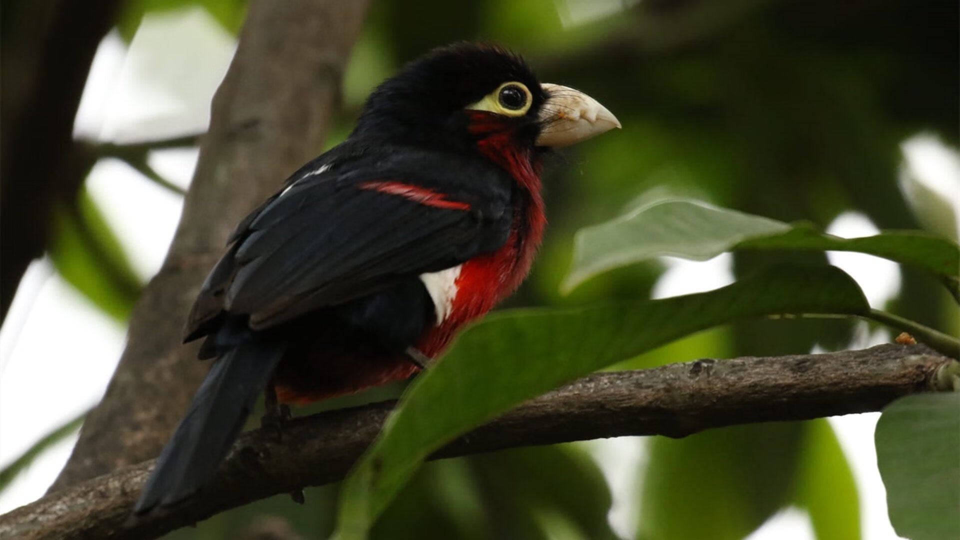 美洲队主帅谈球员转会策略,目标明确,美洲足球球员