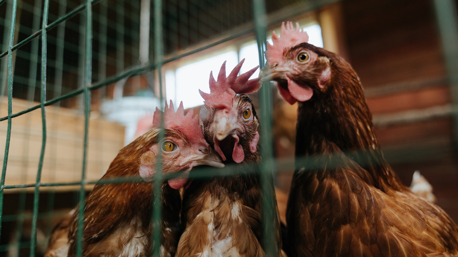 里尔战胜圣埃蒂安，豪取三分缩小与领头羊的差距，里尔对圣埃蒂安比分预测