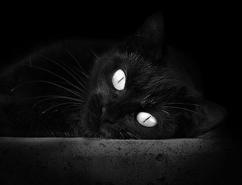 中国篮球联赛裁判员专业培训体系完善研究，篮球裁判员培训教程