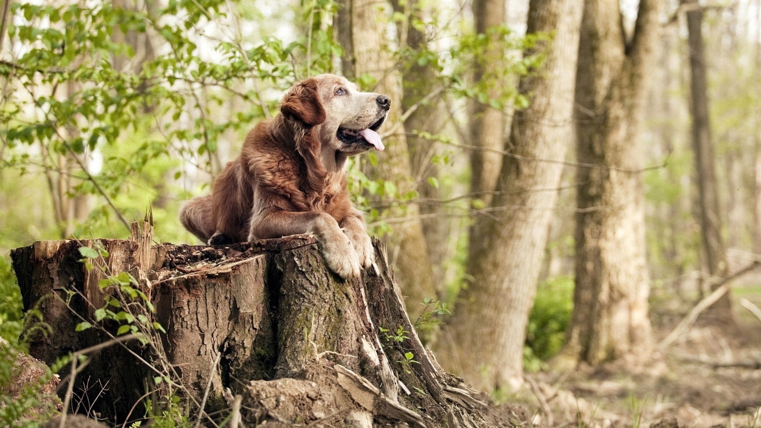 篮球专项技能训练课程体系优化及教学方法研究,篮球专项训练方案