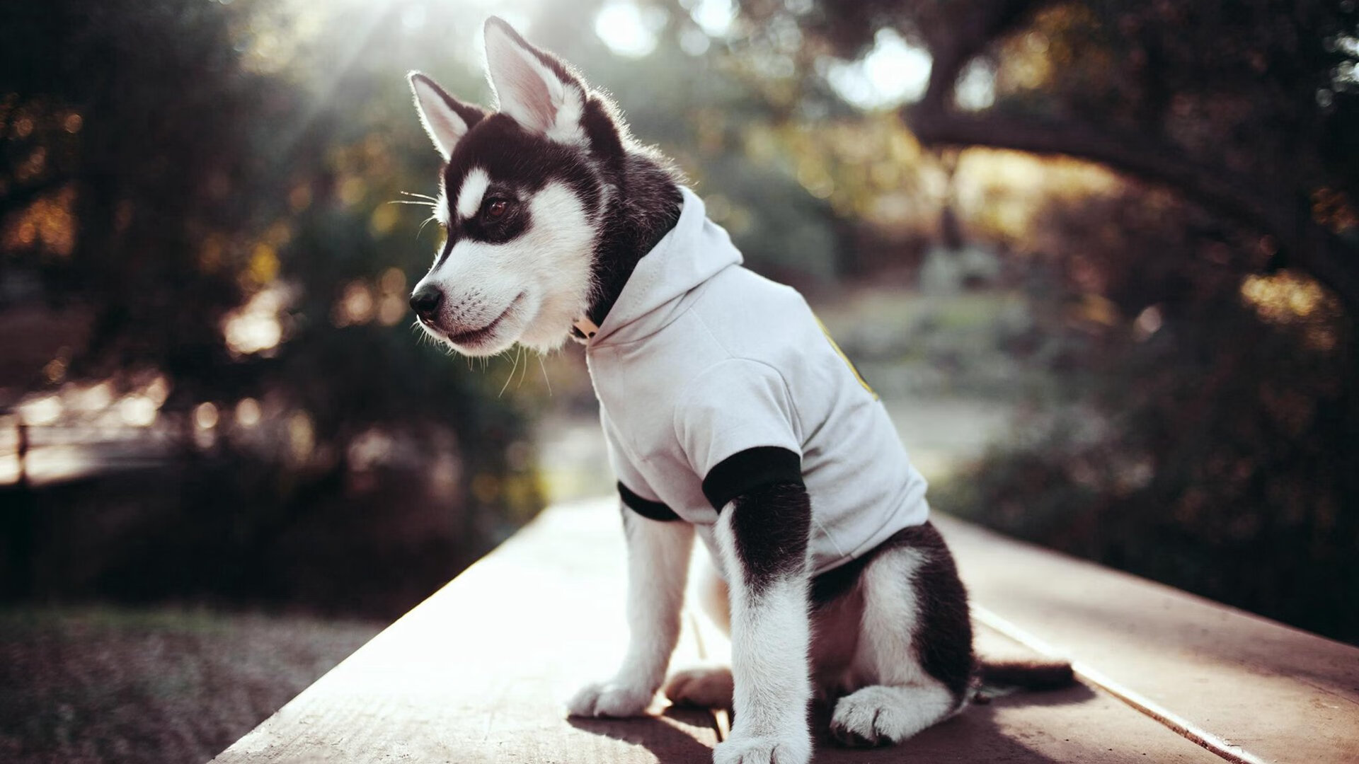 乐鱼娱乐app-中小学运动会多地同步举行展现青春风采，中小学的运动会在什么时候