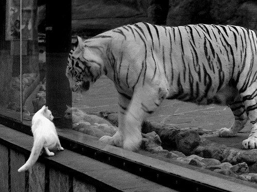 美国队在国际乒联混合团体世界杯中的心理与技术双重突破，美国队参加乒乓球吗