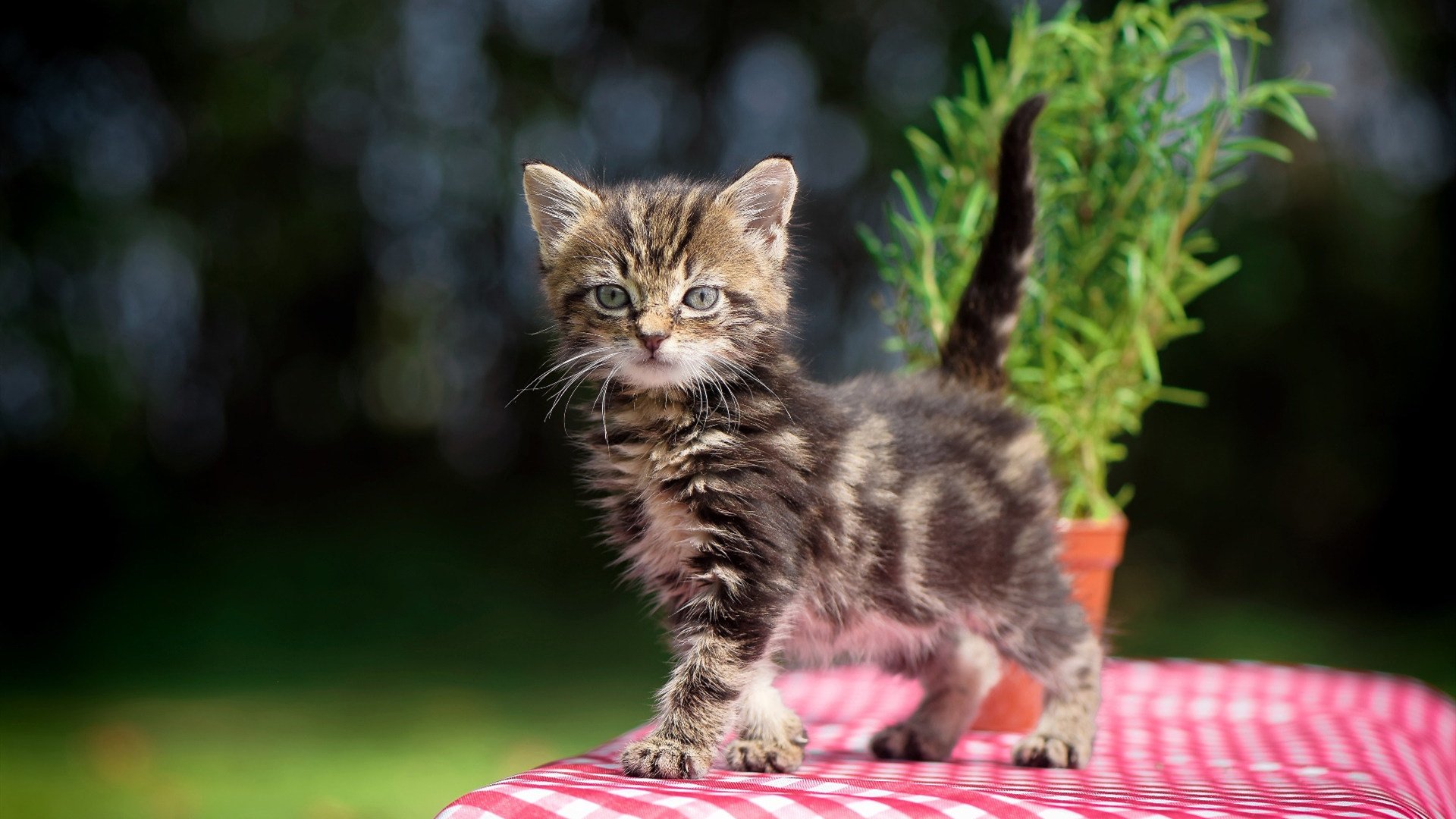 羽毛球比赛战术模拟软件上线试运行，模拟羽毛球运动