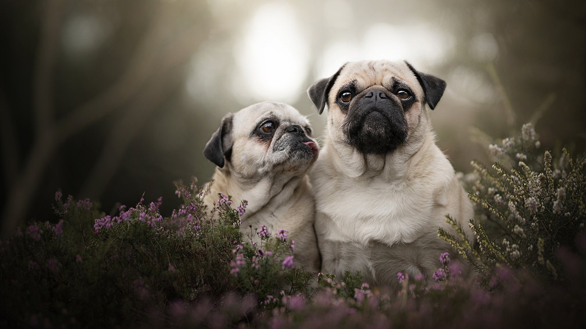 乐鱼体育(中国)官方网站-卡特的领导力与球场智慧为全黑队注入了无限活力，卡特所在球队