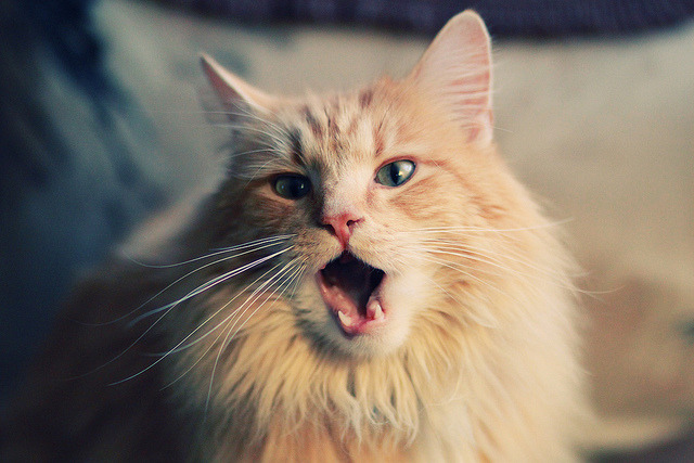 意甲盛世对决:战术配合与个人技艺!,意甲连胜纪录