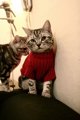 智能裁判辅助系统逐步应用于国际比赛,裁判助手app