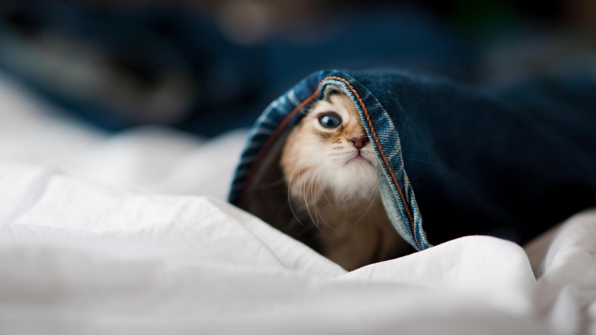 乐鱼体育(中国)官方网站-美洲杯激情碰撞：战术大师的较量，美洲杯完整视频