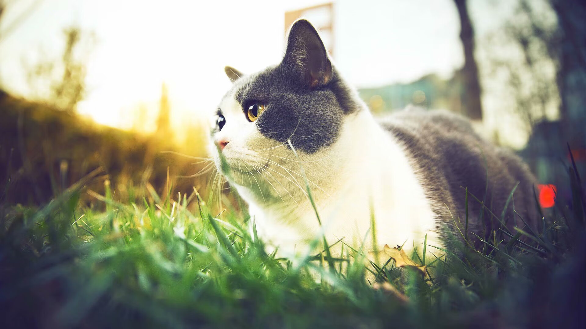 乐鱼（LEYU）体育-萨默·麦金托什赛后感谢家人和教练，麦金托什还是马金托什